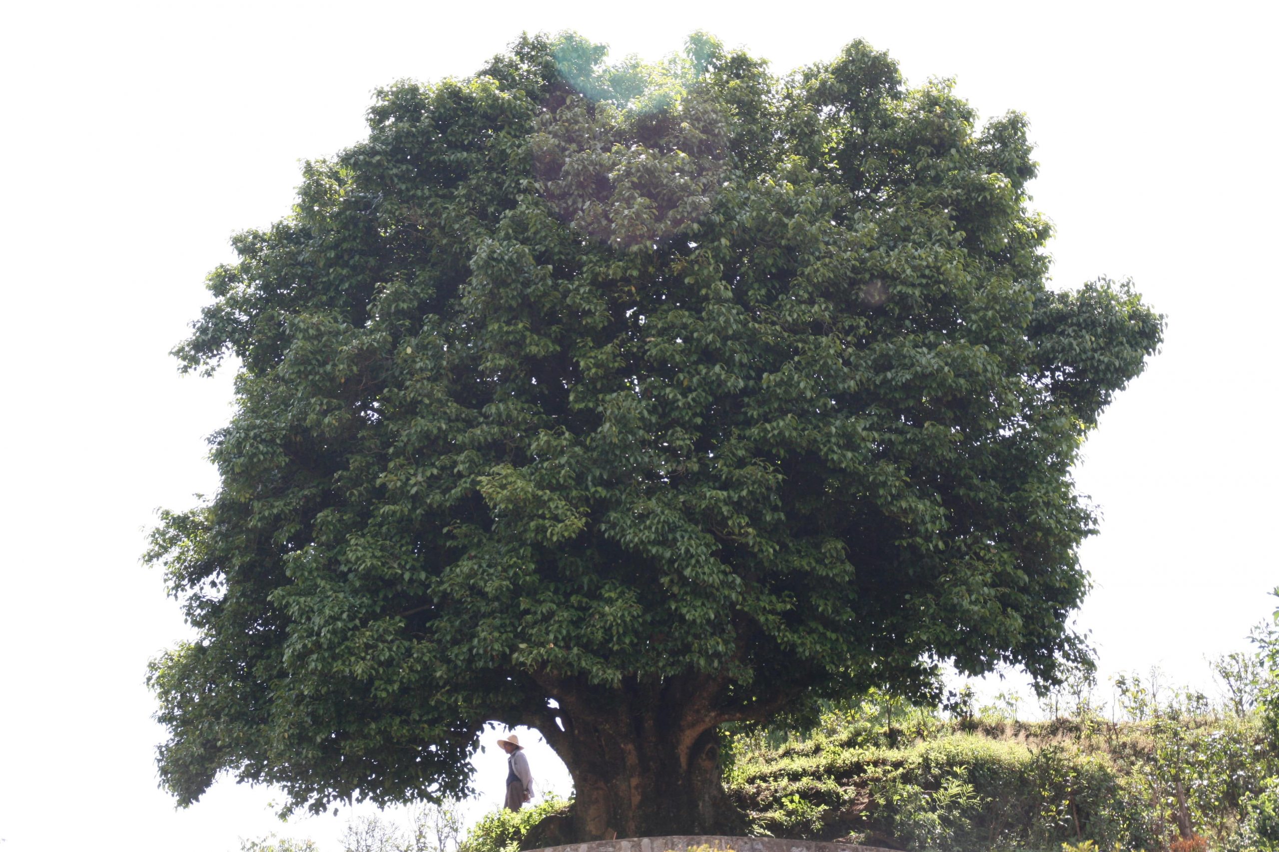 3750_year-old_puer_tea_tree-min