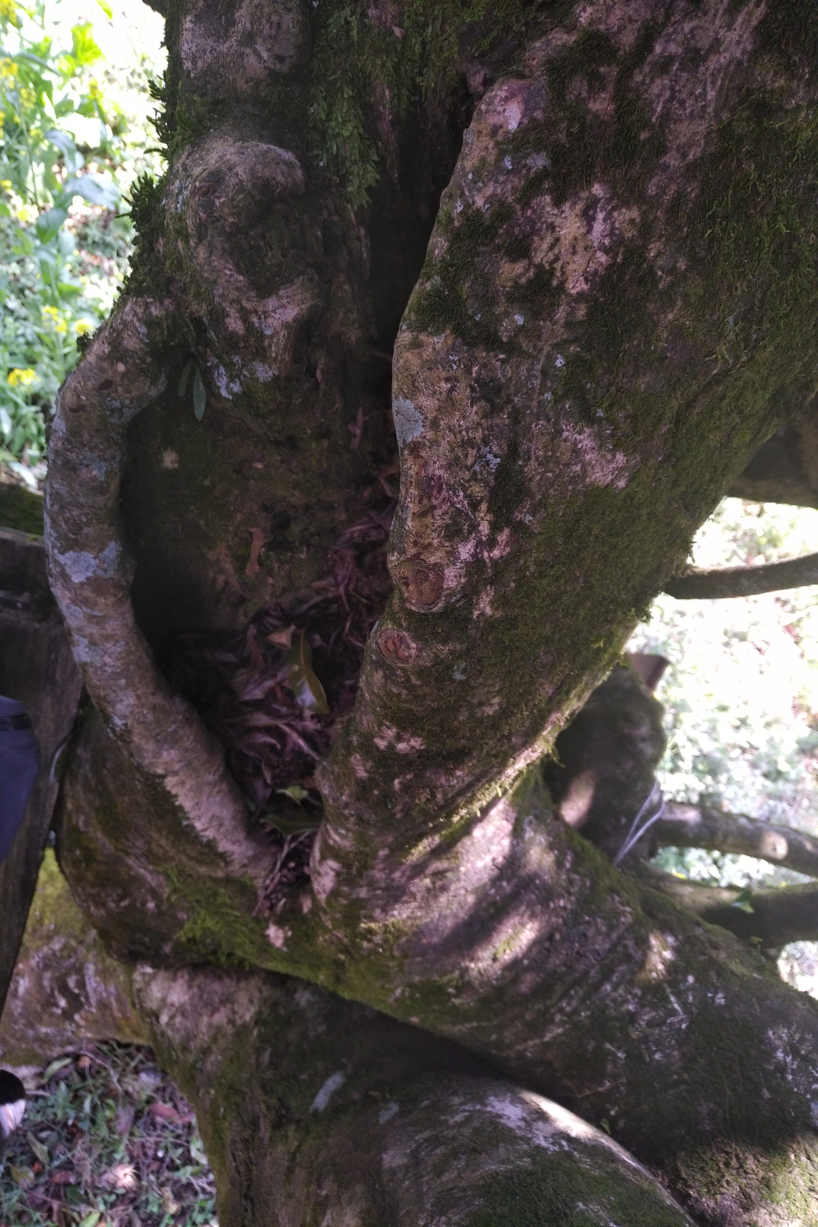 Notch inside ancinet tea tree with plank IMG_20190320_2008201-min