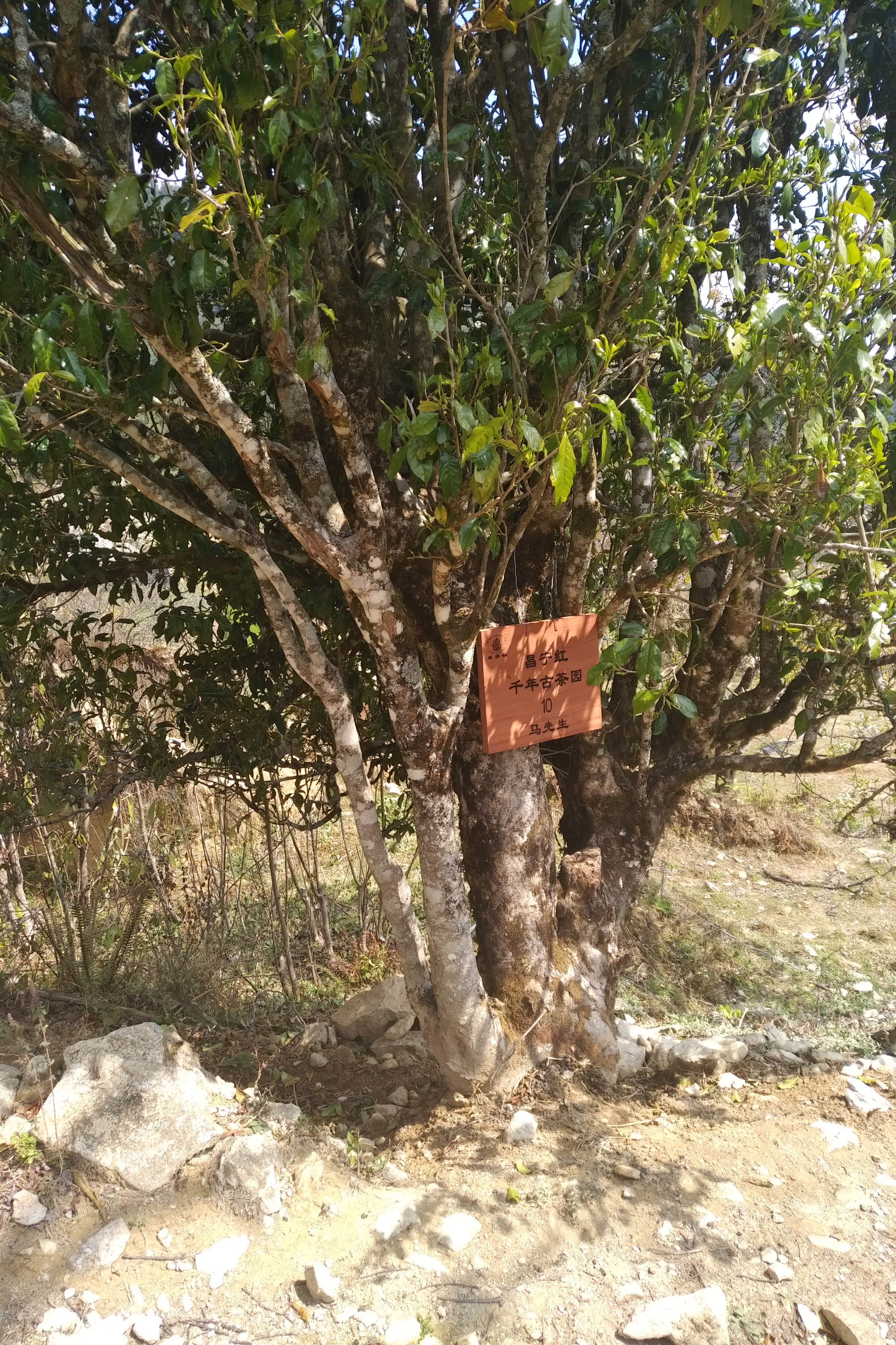 Wld tea tree area with cut poles vista IMG_20190320_2034470-min