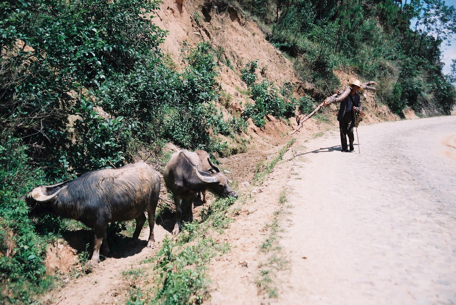 man_with_wood_and _water_buffalo-min