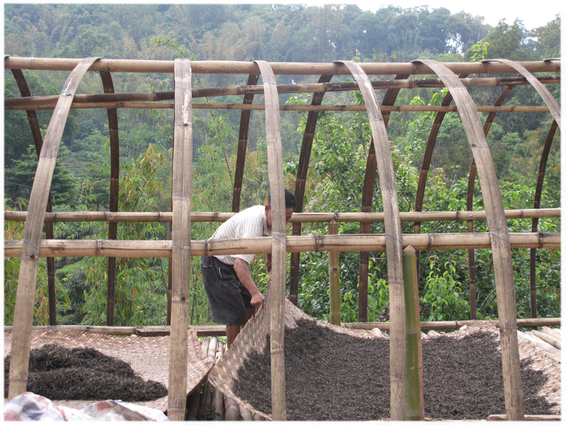 organic puer tea leaves