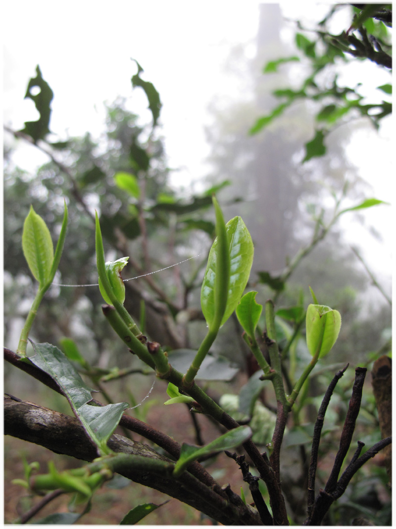 organic puer tea tree jpg