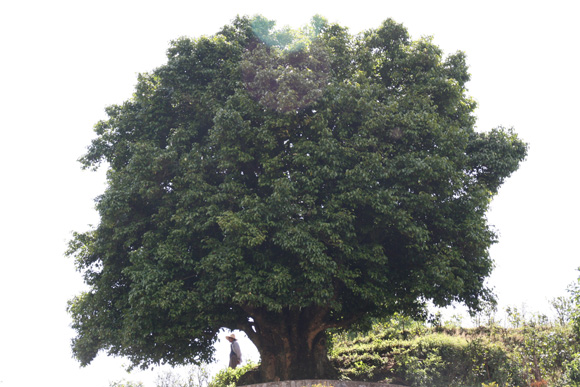 3750 year-old tea tree jpg.